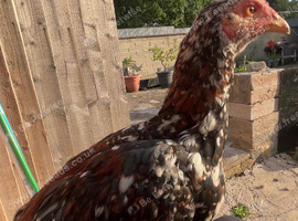 Chickens for sale