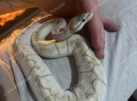 3x snakes for new home or trade for geckos
