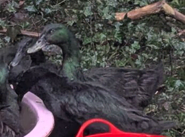 Gorgeous pair of Cayuga ducks