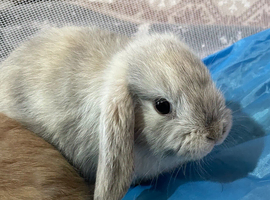 Male Baby rabbit