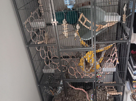 Big Cage and two boy rat's &pound;130