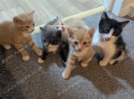 Kittens to find there for ever homes