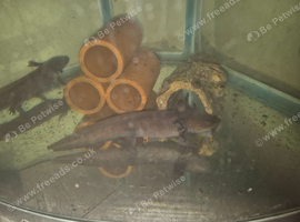 Two young copper Axolotls for sale &pound;20 each