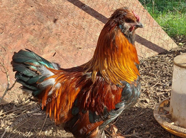 Handsome hybrid Cockerell for sale