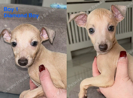 *ONLY 2 BOYS LEFT* KC Italian Greyhound Puppies