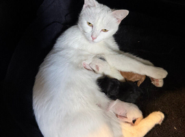 3 girl kittens for sale