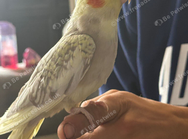 Cockatiel looking for new perch