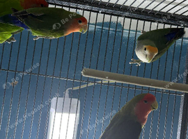 Lovebirds Glasgow