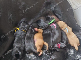 Kc labrador-retriever pups