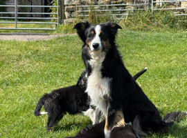 KC Reg Gorgeous Border Collie puppies