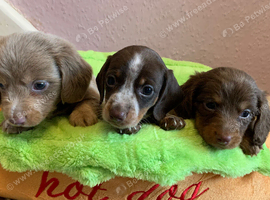 Stunning long & short coat mini dachshund pups