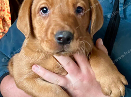 Beautiful Red/Yellow Pure Breed Male Labrador Pup For Loving Family Working Homes