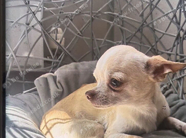 Very small male chihuahua
