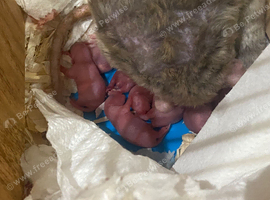 Newborn Babies