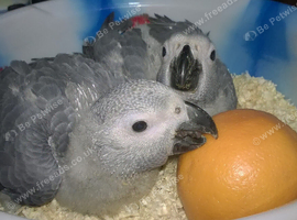 CUDDLY HAND REARED BABY AFRICAN GREYS