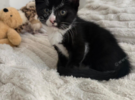 Kittens ready now
