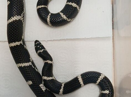 2023 pair of chain kingsnakes