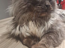 Stunning Male Main Coon boy looking for his forever home.