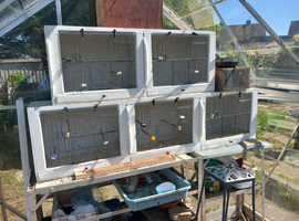 TREBLE AND DOUBLE BREEDING CAGES FOR SALE>>