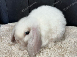 Stunning mini lops