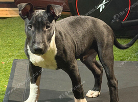 English Bull Terrier Male Pup