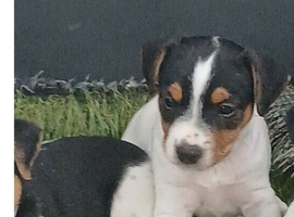 Jack russell dog pup