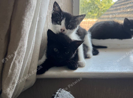 Kittens for sale