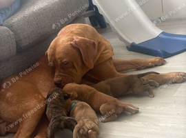 Cane corso x DDB