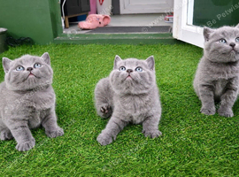 Pure bread British shorthair in London