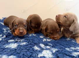Kc registered mini dachshunds