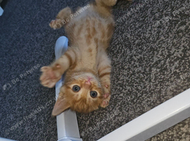 Mixed litter kittens ( ginger females)