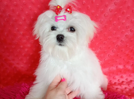 Maltese adorable girl