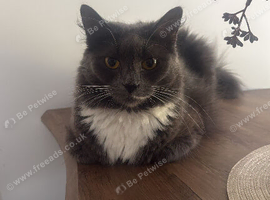 Two cats - one female one male
