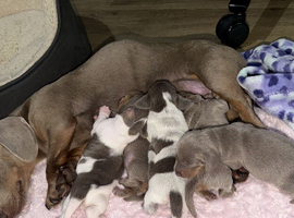 5 KC Miniature Dachshunds