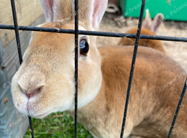 Two spayed Rex females for sale