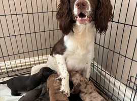 Springer spaniel cross dachshund puppies