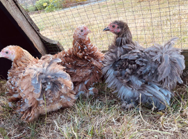 Pekins with frizzle feathered girls