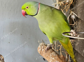Ricky the Ringneck.