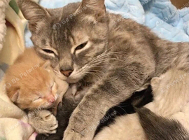 Male kitten