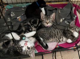Kittens needing loving homes