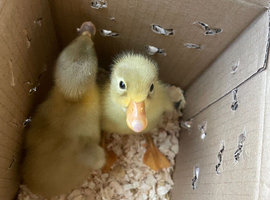 Fertile hatching eggs & new born chicks