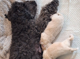 Beautiful mailtopoo puppies