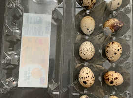 10 jumbo Coturnix hatching quail eggs at &pound;5