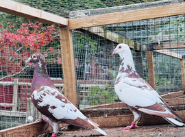 Meulman pair