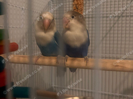 beautiful pair of lovebirds