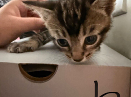 4 kittens looking forever home
