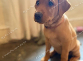 Fox Red Labrador Puppies