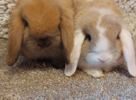 Last 2 Pretty minilop babys ready to reserve