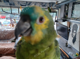Young very tame amazon parrot