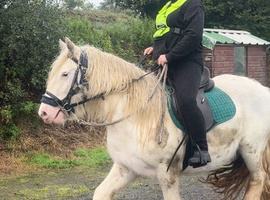 14.1 hh ride and drive mare